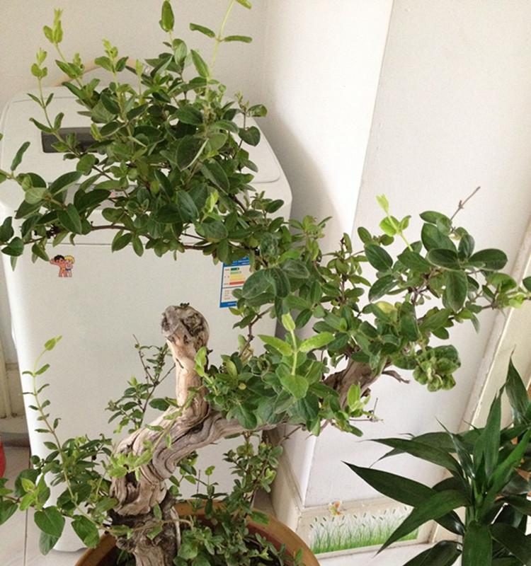 金银花种植用大盆还是小盆好？如何选择合适盆栽？