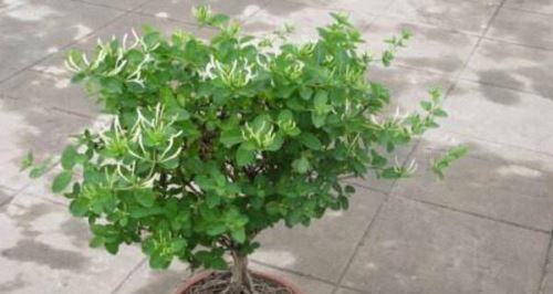 金银花种植用大盆还是小盆好？如何选择合适盆栽？