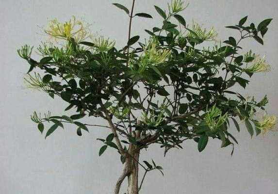 金银花种植用大盆还是小盆好？如何选择合适盆栽？