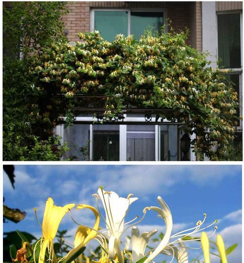 金银花有毒吗？室内养护需要注意什么？