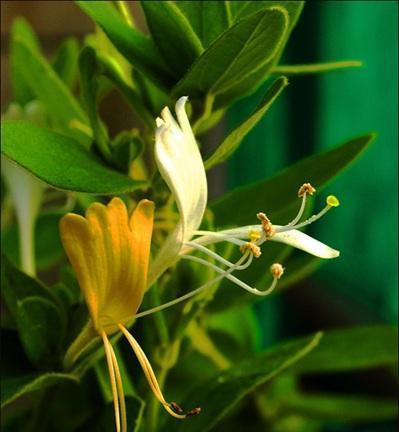 金银花有毒吗？室内养护需要注意什么？