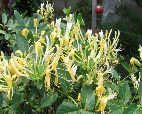 金银花有种子吗？如何正确种植和收获金银花种子？