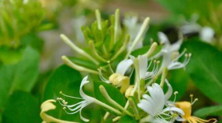 金银花又叫什么花？金银花的别名有哪些？