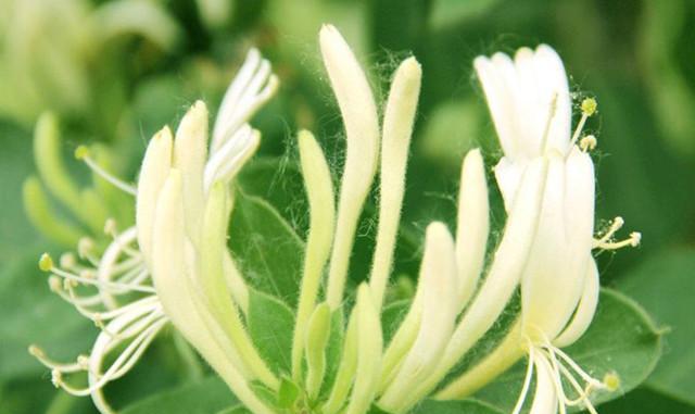 金银花又叫什么花？金银花的别名有哪些？