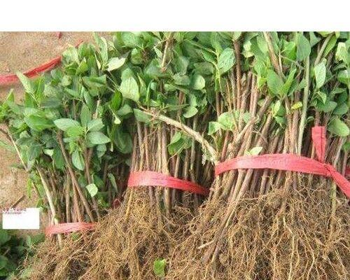 金银花幼苗长什么样子？如何辨别金银花幼苗的健康状态？