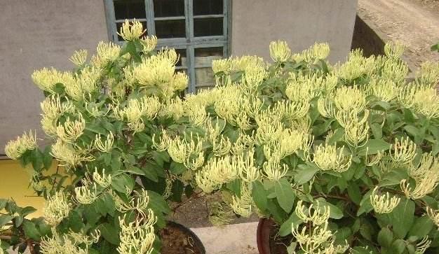 金银花怎么种？栽种金银花需要注意哪些事项？