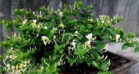 金银花修剪方法有哪些？如何正确修剪金银花？