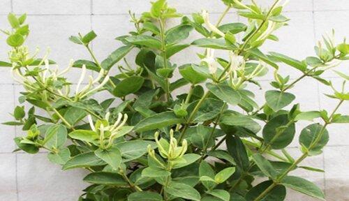 金银花修剪方法有哪些？如何正确修剪金银花？