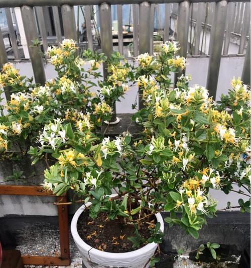 金银花修剪方法有哪些？如何正确修剪金银花？