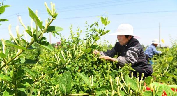 金银花种植间距是多少？如何正确规划种植空间？