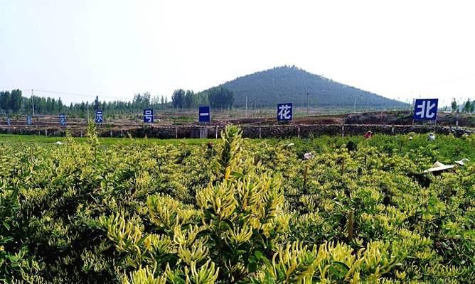 金银花种植间距是多少？如何正确规划种植空间？