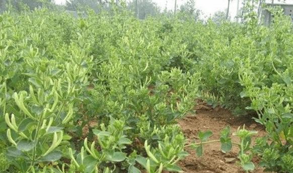金银花种植间距是多少？如何正确规划种植空间？