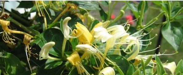 金银花种植的最佳时间和方法是什么？