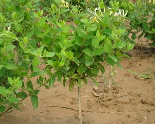 金银花种植的最佳时间和方法是什么？