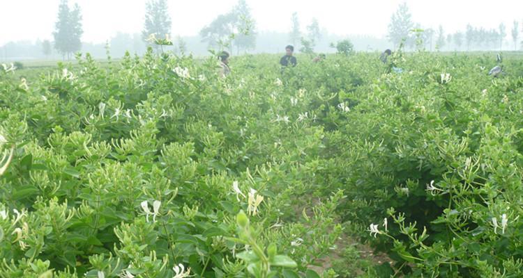 金银花种植的最佳时间和方法是什么？