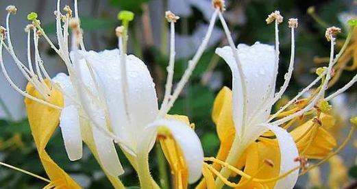 金银花种植条件是什么？气候要求有哪些？