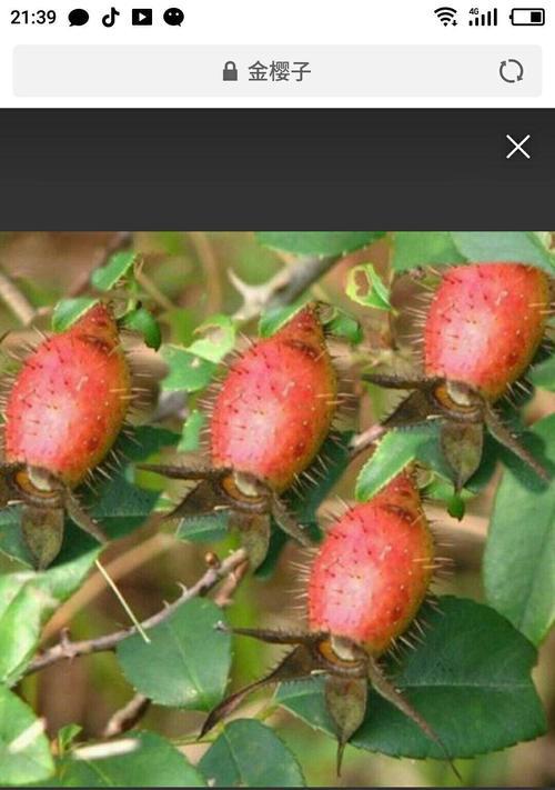 金樱子是哪种植物的种子？如何识别和利用？