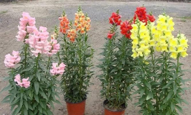 金鱼草不开花怎么办？如何促进金鱼草开花？