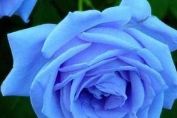 蓝色玫瑰花的花语是什么意思？购买时需要注意什么？