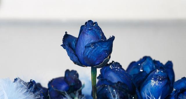 蓝色玫瑰花代表什么含义？蓝色玫瑰花的寓意是什么？