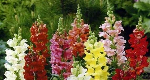 金鱼草花期持续多久？如何延长花期？