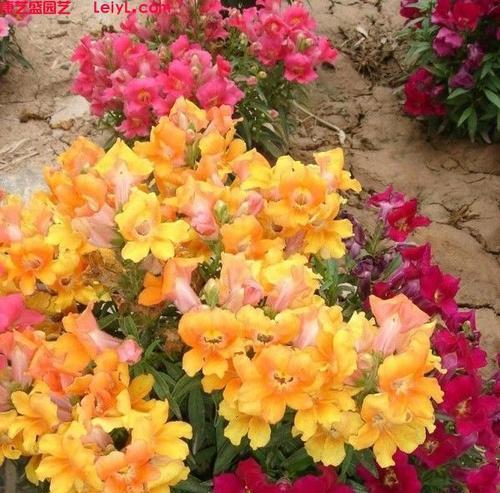金鱼草花期是什么时候？如何正确养护以延长花期？