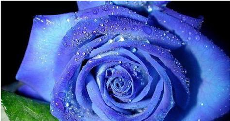 蓝色玫瑰花语代表什么意思？如何正确解读蓝色玫瑰的含义？