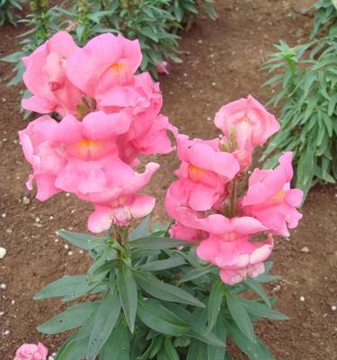 金鱼草是多年生植物吗？种植和养护需要注意什么？