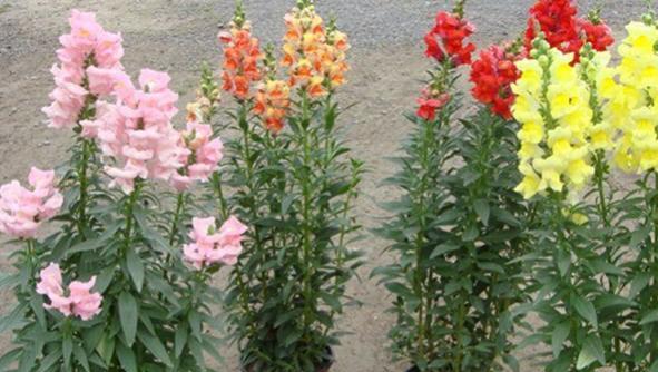 金鱼草鲜花水养方法是什么？水养过程中需要注意哪些问题？