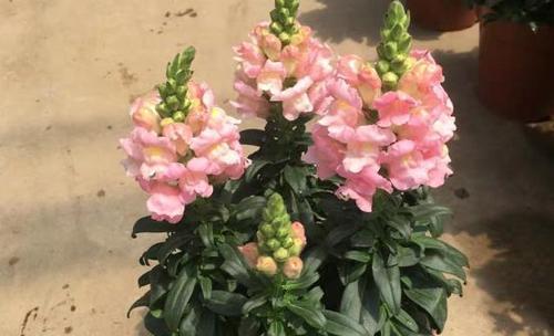 金鱼草鲜花水养方法是什么？水养过程中需要注意哪些问题？