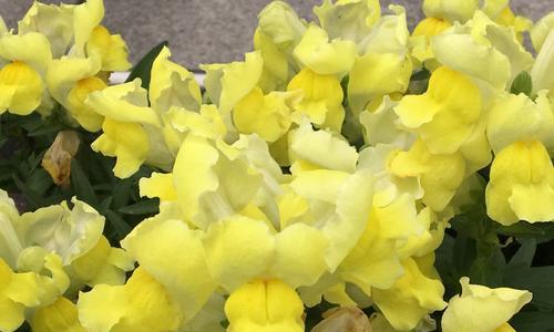 金鱼草一年开几次花？如何确保持续开花？
