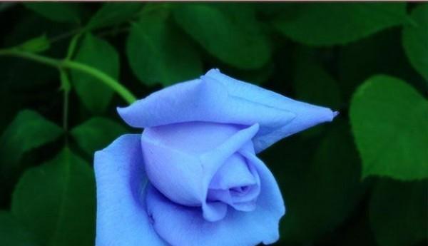 蓝色妖姬的花语是什么意思？蓝色妖姬象征着什么？