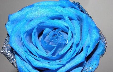 蓝色妖姬代表什么？花语有哪些含义？