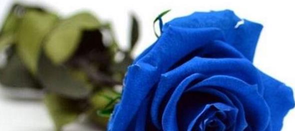 蓝色妖姬代表什么？花语有哪些含义？