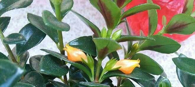 金鱼吊兰花期养护管理方法是什么？如何延长花期？