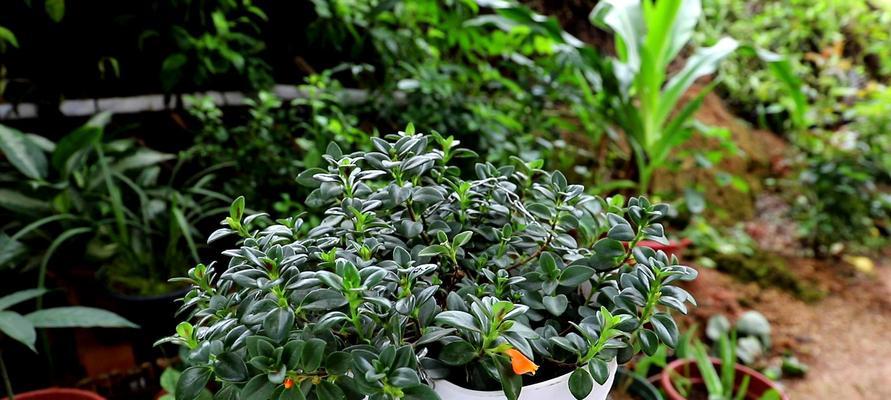 金鱼吊兰花期养护管理方法是什么？如何延长花期？