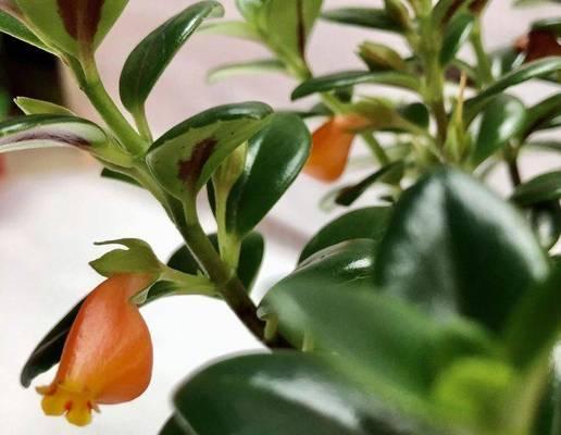 金鱼吊兰花期养护管理方法是什么？如何延长花期？