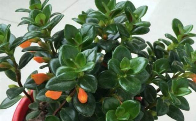 金鱼吊兰配土方法是什么？种植土壤有何讲究？