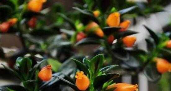 金鱼吊兰配土方法是什么？种植土壤有何讲究？