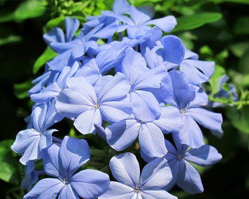 蓝雪花的花语是什么？它象征着什么意义？
