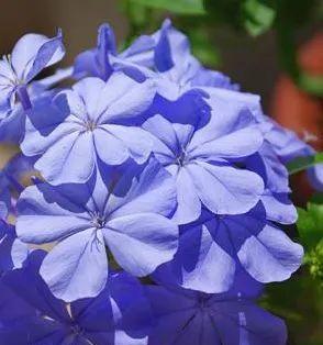 蓝雪花的花语是什么？它象征着什么意义？
