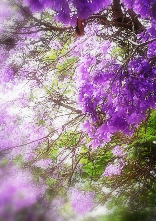 蓝楹花语是什么意思？蓝楹花代表了哪些情感和寓意？