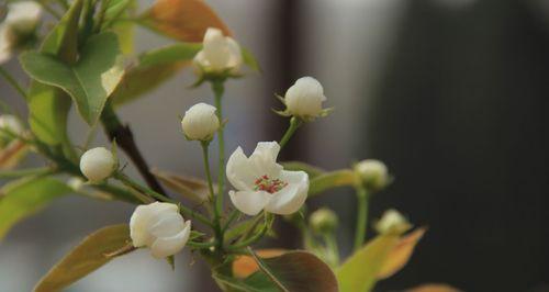 梨花的花语是什么？它象征着什么含义？