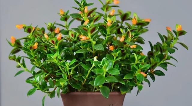 金鱼吊兰一年开几次花？如何促进其开花？