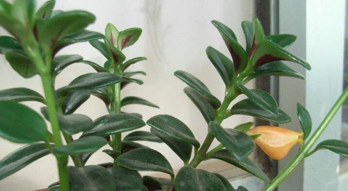 金鱼吊兰一年开几次花？如何促进其开花？