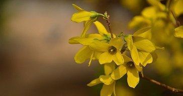 连翘花代表什么意思？连翘花的花语有哪些含义？