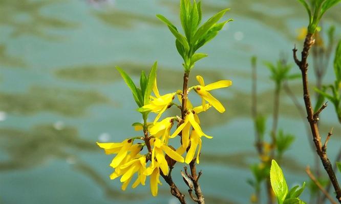连翘花代表什么意思？连翘花的花语有哪些含义？
