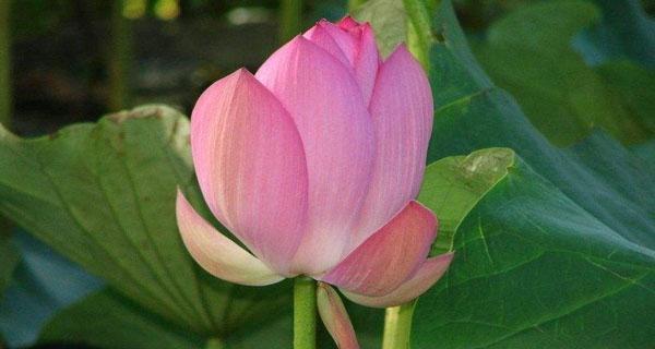 莲花象征着什么？莲花的寓意有哪些常见问题解答？