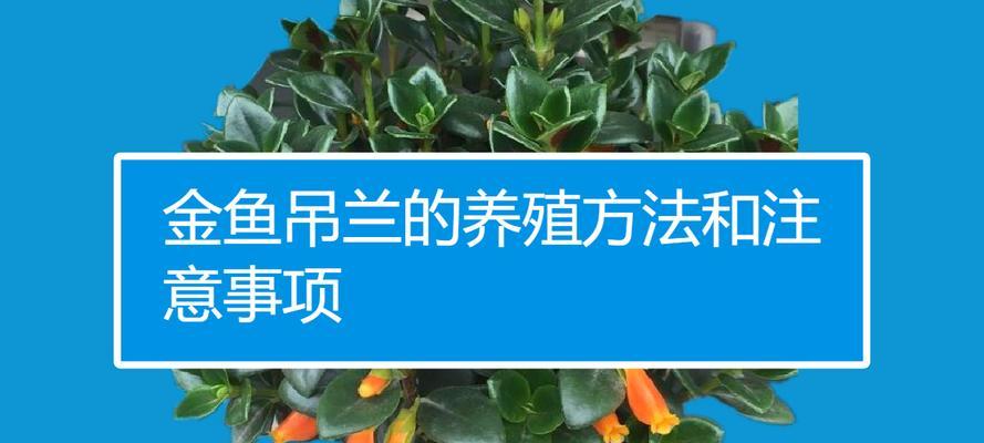 金鱼吊兰修根的最佳时机是什么时候？修根后如何护理？