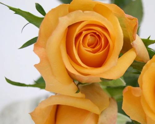 两朵黄玫瑰代表什么意思？花语含义及送花建议是什么？